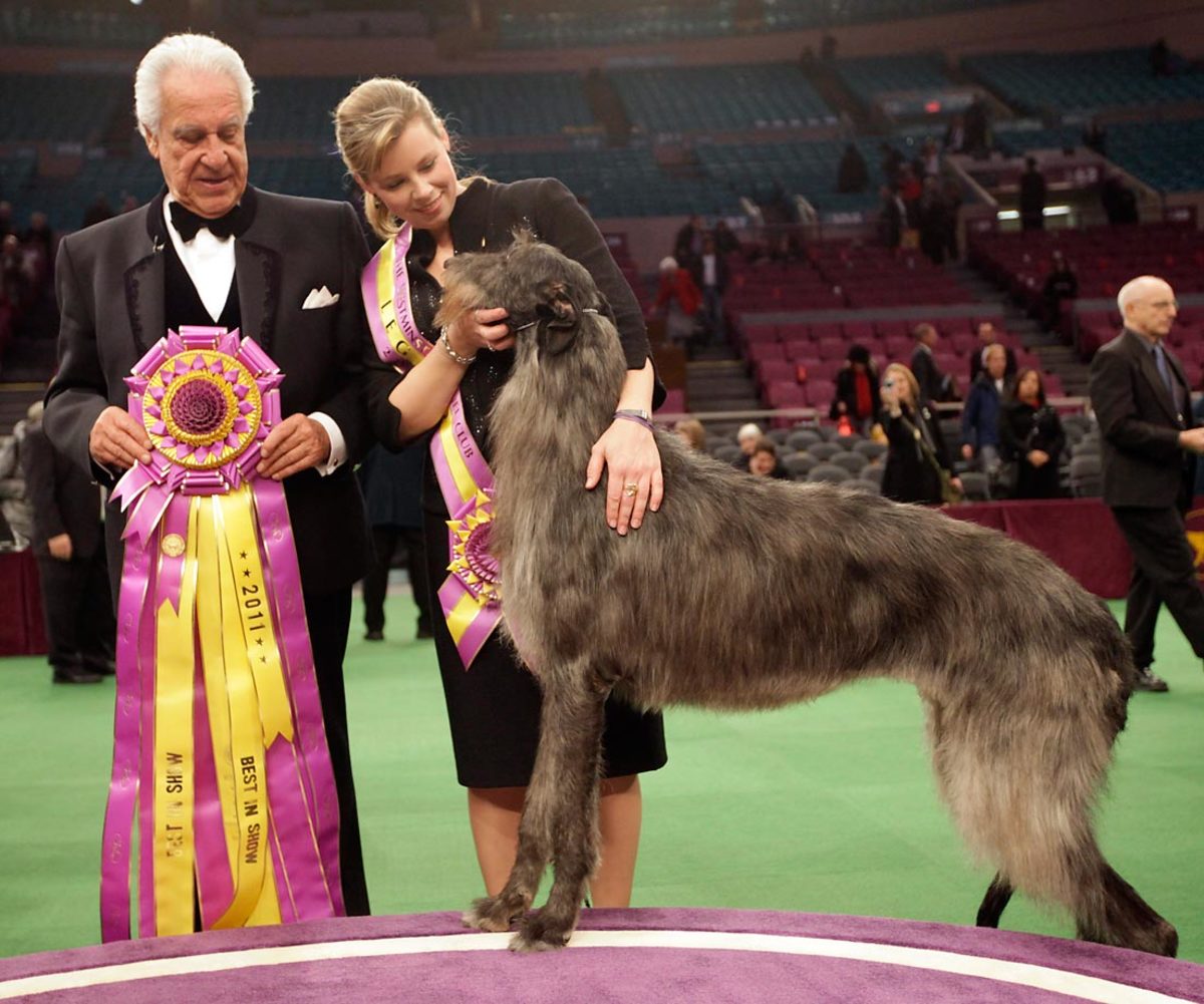 2011-Westminster_Dog.jpg